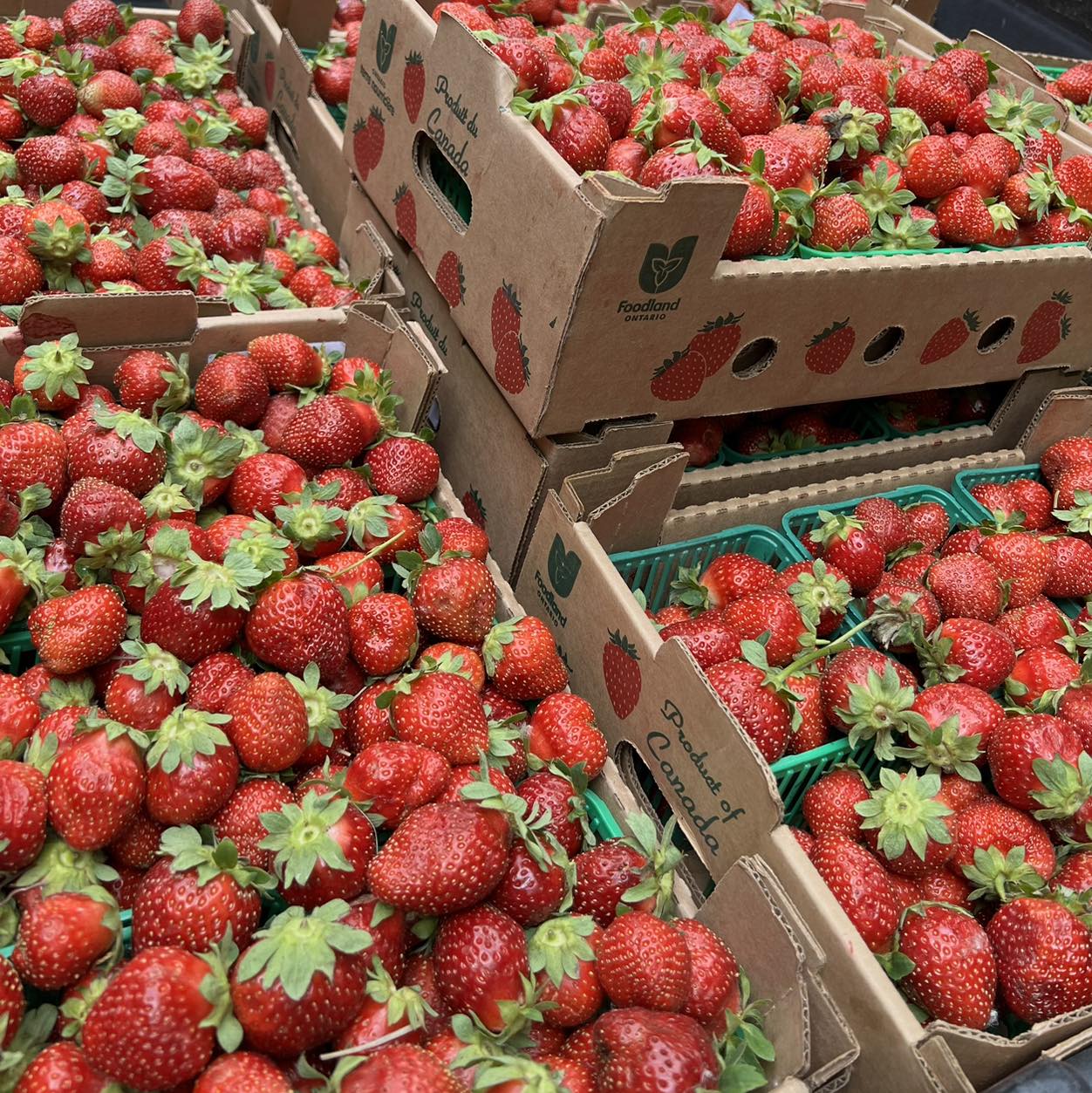 strawberries farm