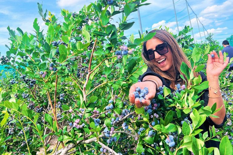 berry picking